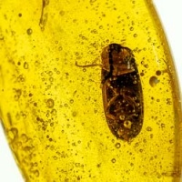 v2006_coleoptera_lampyridae