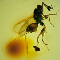 v2022_hymenoptera_chalcidoidea_torymidae_-_chalcid_wasp