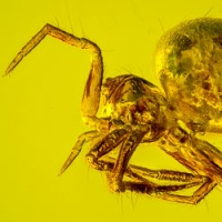 v2023_arachnida_araneae