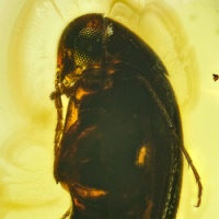 v2024_coleoptera_mordellidae