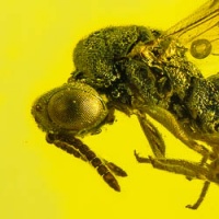 v2036_hymenoptera_chalcidoidea_pteromalidae_-_pteromalid_wasp