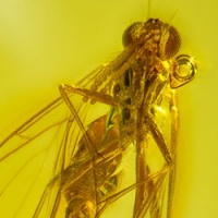 v2043_diptera