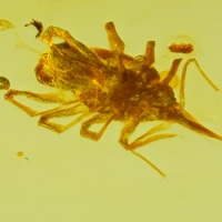 v2055_arachnida_acarina_bdellidae_-_snout_mite