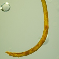 v2056_larva