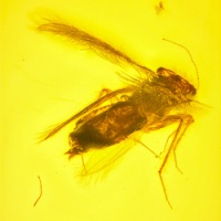 v2057_psocoptera