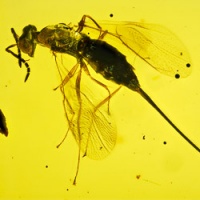 v2058_hymenoptera_chalcidoidea_torymidae_-_torymid_wasp