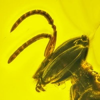 v2059_hymenoptera_apidae_meliponini_-_stingless_bee_proplebeia_dominicana