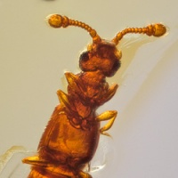 v2061_coleoptera_staphylinidae_pselaphinae_-_ant_loving_beetle