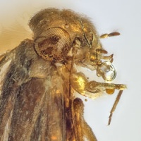 v2065_psocoptera