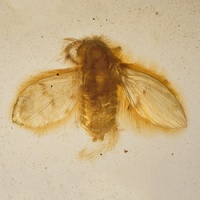 v2072_diptera_nematocera_psychodidae_psychodinae_-_moth_fly
