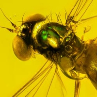 v2076_green_fly