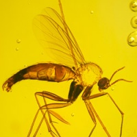 v2080_diptera