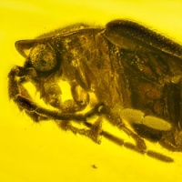 v2087_coleoptera_lampyridae_fossil_in_dominican_amber
