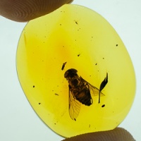 v525_diptera_tabanidae_-_tabanid_horse_fly