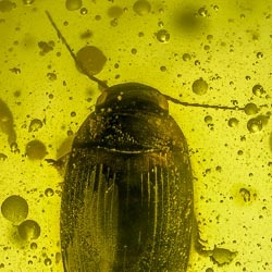 a02-44_coleoptera_dytiscidae__diving_beetle