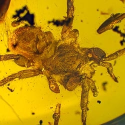 af01-055_arachnida_araneae_mygalomorpha_spider_inclusion_fossil_in_dominican_amber