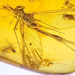 af01-173_ephemeroptera_leptophlebiidae_-_mayfly_fossil_inclusion_in_dominican_amber