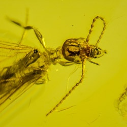 af01-182_embioptera