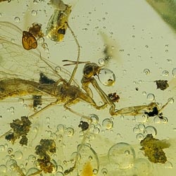 af01-196_mantidfly_neuroptera_mantispidae_