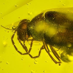 af01-216_coleoptera