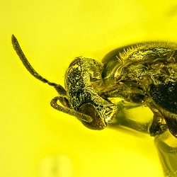 af01-218_chalcid_wasp_hymenoptera_chalcidoidea