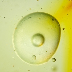 af01-219_moving_air_bubble_on_water_drop