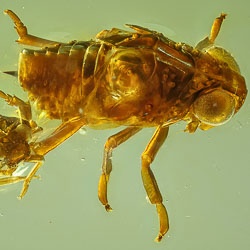 af01-224_nymph_of_homoptera