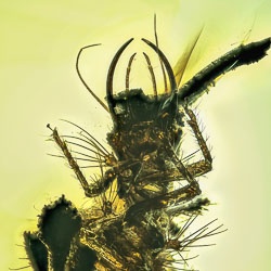 af01-231_neuroptera_chrysopidae_green_lacewing_larva_fossil_in_dominican_amber