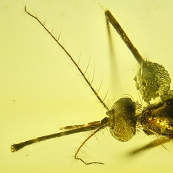 af01-235_diptera_culicidae_-_true_mosquito