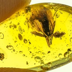 af01-236_fresh_looking_flower_fossil_in_dominican_amber