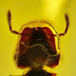 af01-265_hymenoptera_formicidae_myrmicinae_cephalotes_-_turtle_ant