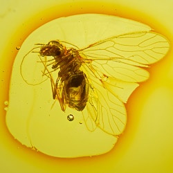 af01-269_psocoptera