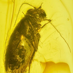 af01-276_psocoptera