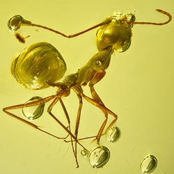 af01-279_ant