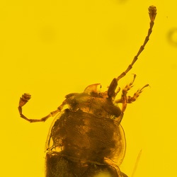 al010_sap_beetle_coleoptera_nitidulidae_394187884