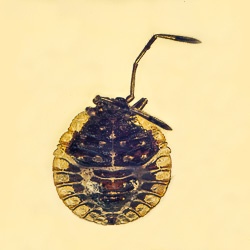 al028_hemiptera_pentatomidae_1977598673