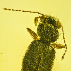 al04_coleoptera_staphylinidae_steninae