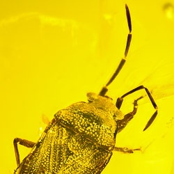 al063_heteroptera_miridae_-_plant_bug_1872790653