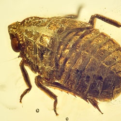 al48_homoptera