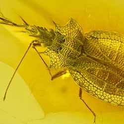 al50_heteroptera_tingidae_cantacaderinae_phatnoma_-_lace_bug