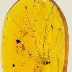 botanical_inclusion_fossil_dominican_amber_265919285