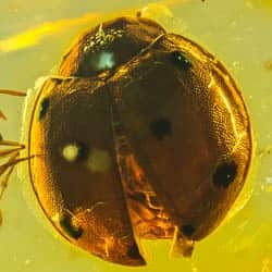 coleoptera_coccinellidae_inclusion_on_dominican_amber