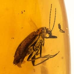 coleoptera_tenebrionidae_on_dominican_amber