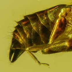 dermaptera_inclusion_on_dominican_amber