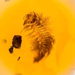 diplopoda_fossil_on_dominican_amber