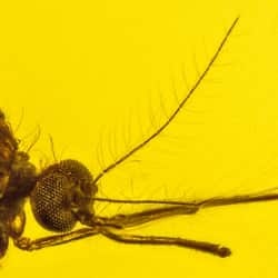 diptera_culicidae_mosquito_on_dominican_amber