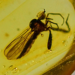 diptera_empididae