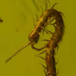 dominican_amber_fossil_chilipoda_geophilomorpha_centipede