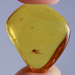 dominican_amber_fossil_flying_insect_v556