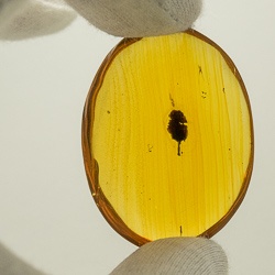 dominican_amber_fossil_inclusion__little_unburned_leaf